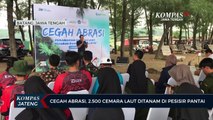 Cegah Abrasi, 2.500 Cemara Laut Ditanam di Pesisir Pantai