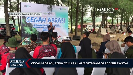 Cegah Abrasi, 2.500 Cemara Laut Ditanam di Pesisir Pantai