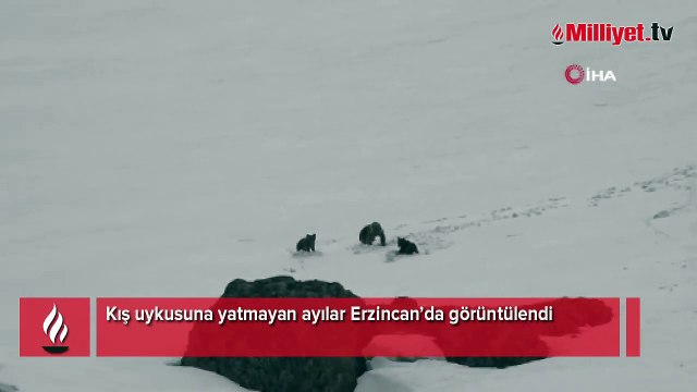 Kış uykusuna yatmayan ayılar Erzincan’da görüntülendi