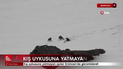 Erzincan'da ayılar kış uykusuna yatamadı