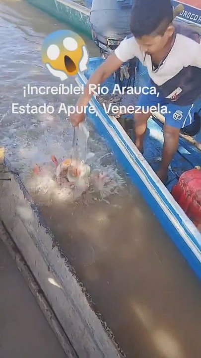 Acude al río a pescar y cuando mete el cebo las aguas se convierten en un hervidero de pirañas