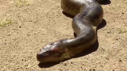 Killer Snakes of Amazon