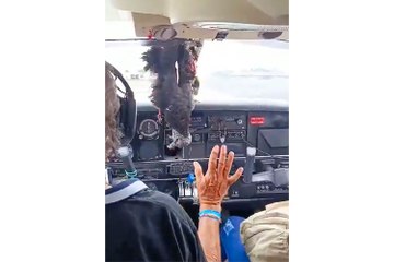 Vulture flies into plane