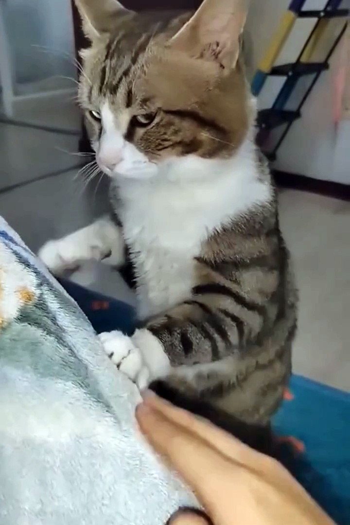 ⁣Cute animals | funniest animals #cutepets #animal #cuteanimals #funnyanimals #funny