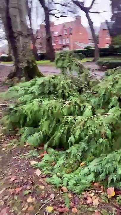 People's Park tree down