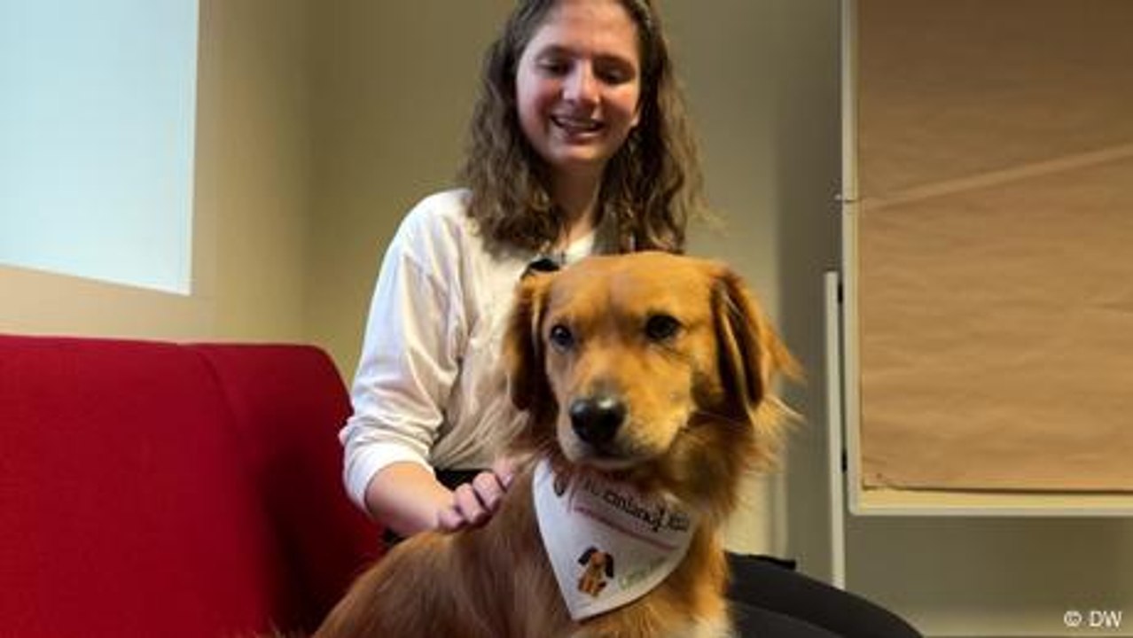Therapy dog Little Joe helps German students
