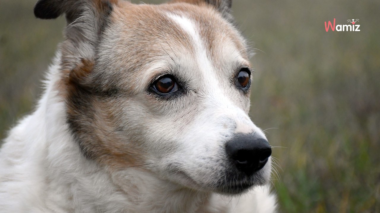 Après 12 ans de refuge dans des conditions difficiles, qui offrira une vraie famille à cette petite chienne calme ?