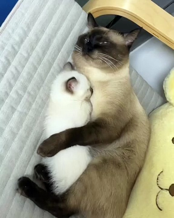 🐾 Welcome to the purr-fect paradise of feline fun! In today’s must-see vid