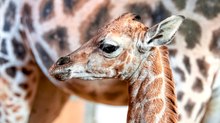 Giraffennachwuchs im Zoo Schmiding in Oberösterreich