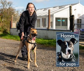 Homes For Pups campaign: RSPCA Lancashire East on the cost of living