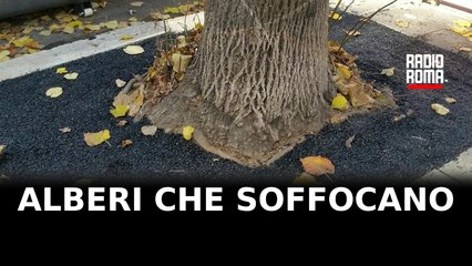 Verde pubblico, alberi che soffocano a Colli Portuensi: l'asfalto sulle radici
