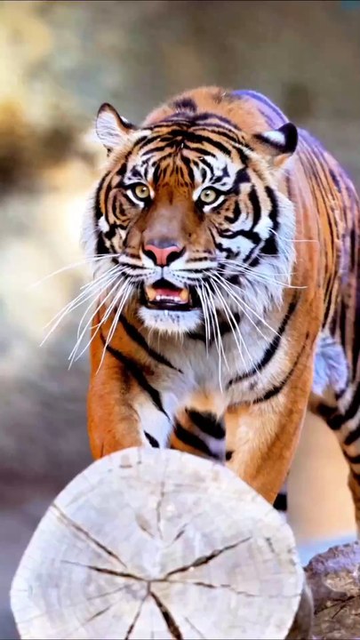 motivation quotes#motivation #Motivationalquotes #hustlehard #powerfulquotes #quotelife #mindsetmatters #motivationalpage #hustle #mindset #success #stoicism #quote #inspiration #powermind#foryou