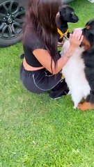 La reacción de las mascotas de una mujer tras llevar a su casa una perrita que adoptó 