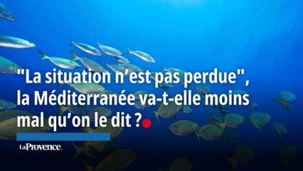 "La situation n’est pas perdue" : la Méditerranée va-t-elle moins mal qu’on le dit ?