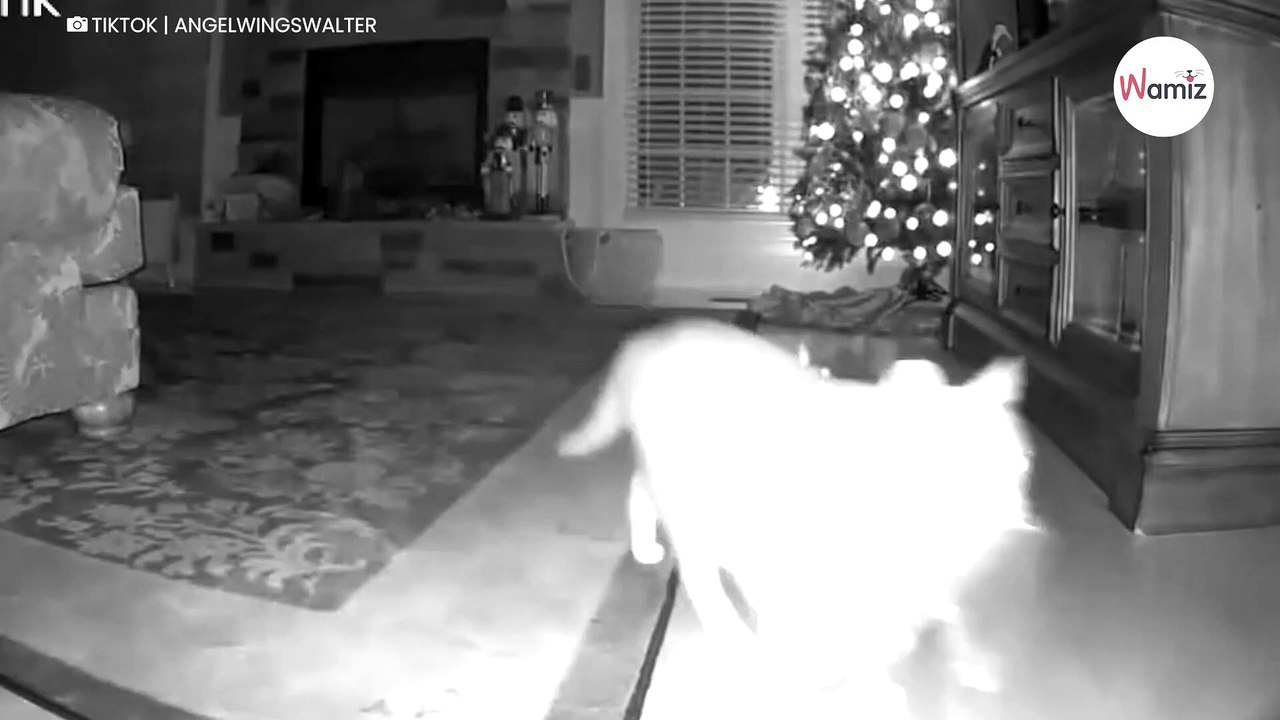 Monitoring rejestruje nocą podejrzaną obecność w pobliżu choinki: wytłumaczenie jest komiczne (video)