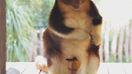 Imposible no derretirse al ver a un canguro salir por primera vez de la bolsa de su madre