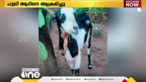 പാലക്കാട് ധോണിയിൽ വീണ്ടും പുലി ഇറങ്ങി