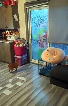 🎄🎅 Jingle Bells, Jingle Bells, Jingle All the Way! 🎶Jingle bells Christmas status | child's songs | jingle bells | happy Christmas | merry Christmas #Christmasstatus #short #viral #video #funny #comady #kids #kidsvideo