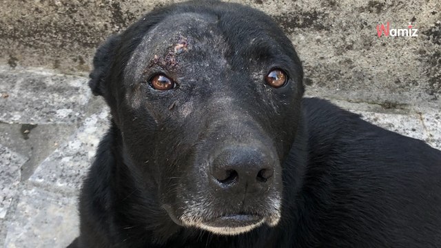 Umzug ohne Rückkehr: Hund wartet monatelang vergeblich auf sein Herrchen