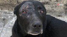 Umzug ohne Rückkehr: Hund wartet monatelang vergeblich auf sein Herrchen
