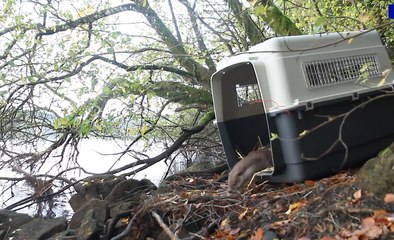 Une loutre retrouve la vie sauvage