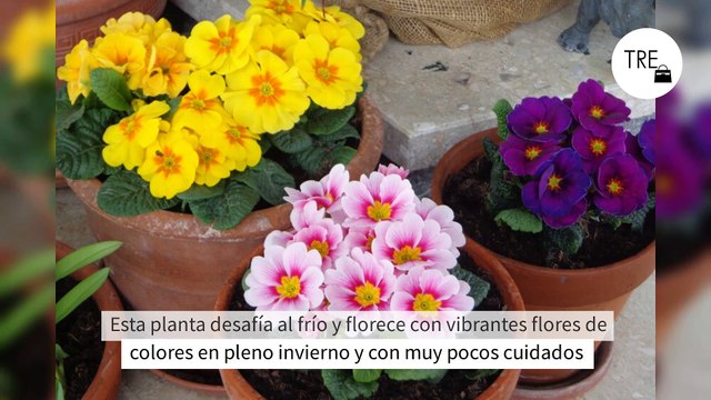 Esta planta desafía al frío y florece con vibrantes flores de colores en pleno invierno y con muy pocos cuidados