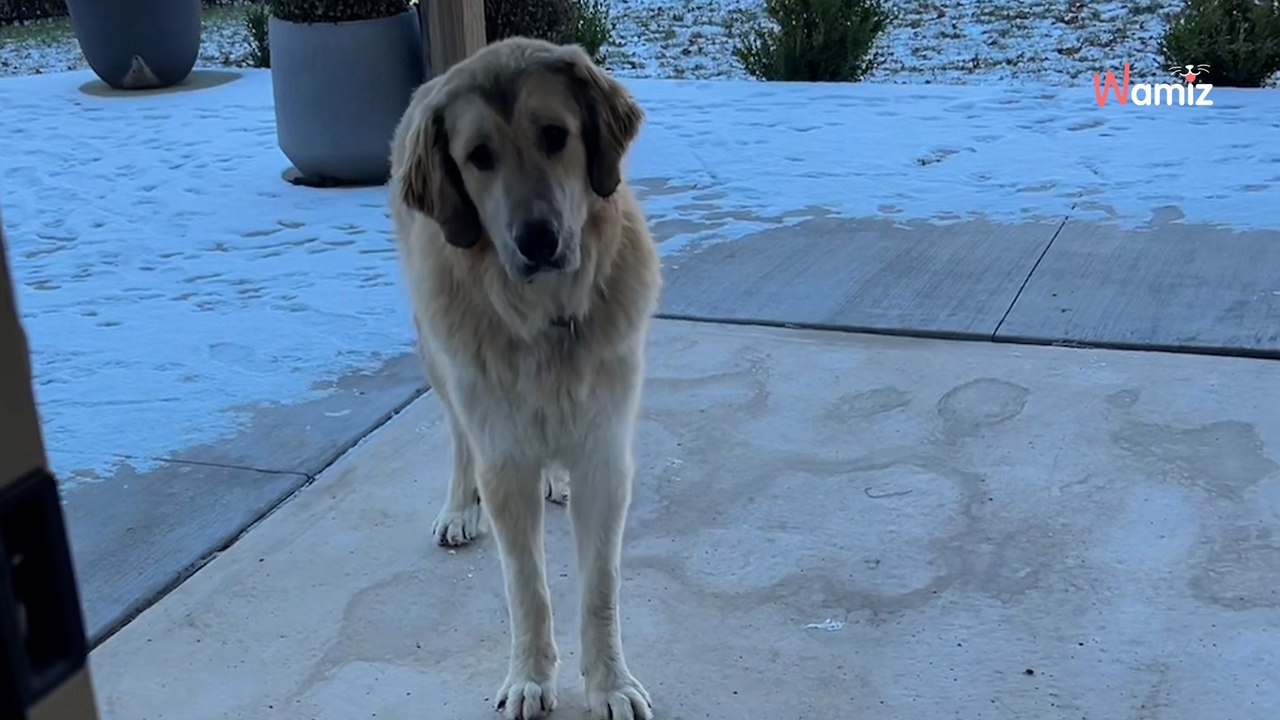 Ze ging zogenaamd "even boodschappen doen", haar man wist niet wat hij zag toen ze thuiskwam (video).