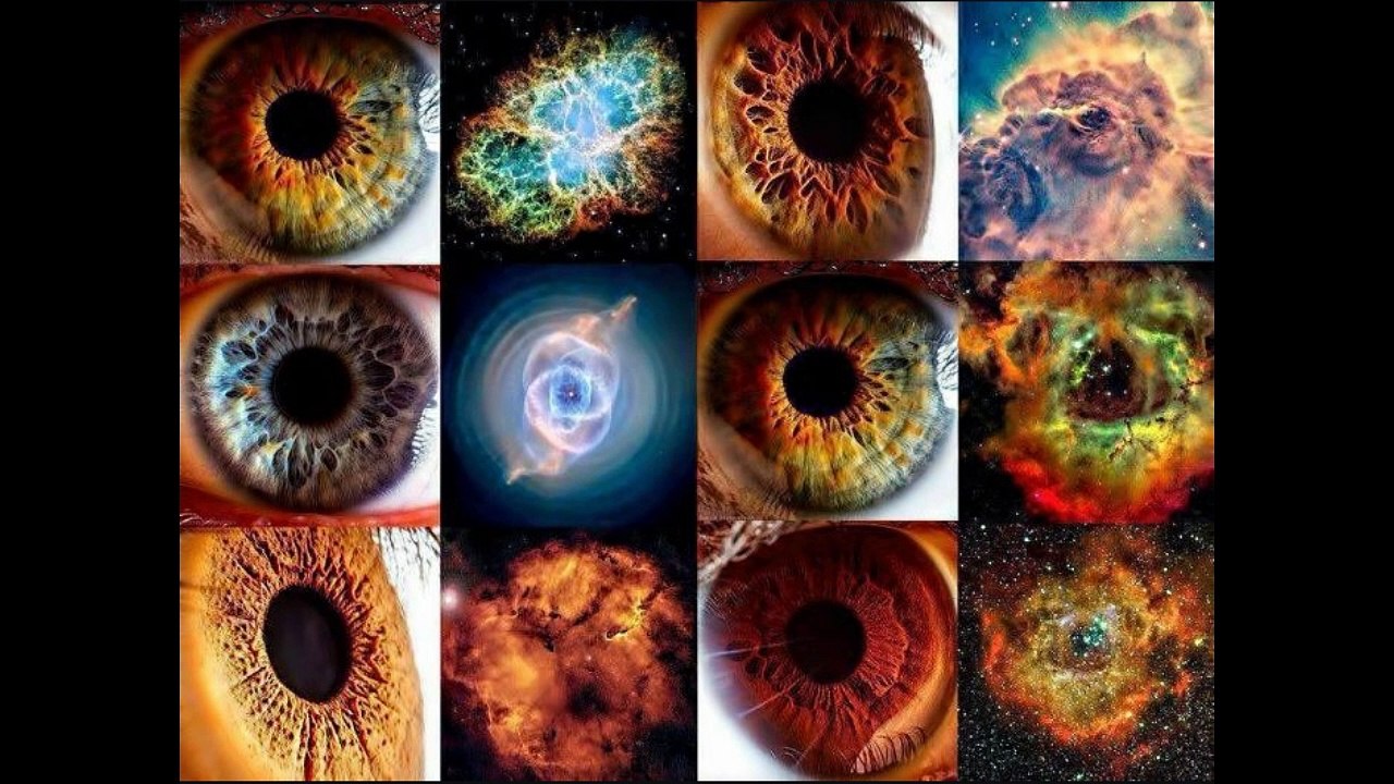 Humans