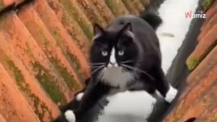 Un gato congelado en la nieve hace reír a 2,5 millones de personas con sus acrobacias
