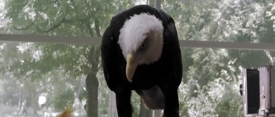 The animal that therefore I am - Bea de Visser - Netherlands