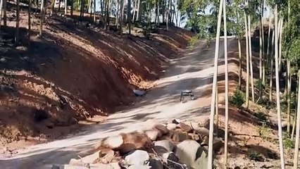 Elon Musk’s NEW Robot Dog will Change the ENTIRE Industry