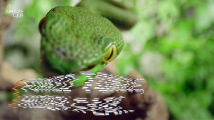 This Invisible Ears on Snakes Are Critical for Their Survival!