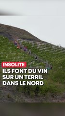 Ils produisent du vin sur un terril du Nord !