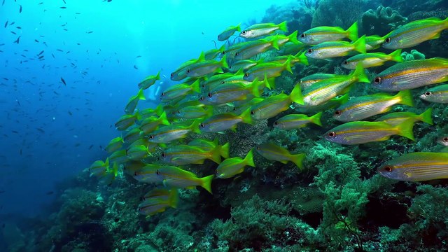 Underwater World OLED Demo HDR 8K Ultra HD Dolby Vision™ 60fps