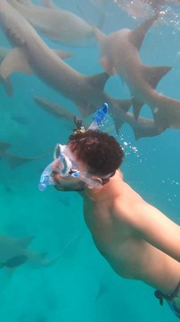 Swimming with Sharks in Maldives - Amazing and scary !