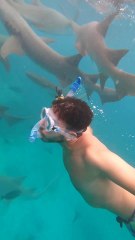 Swimming with Sharks in Maldives - Amazing and scary !