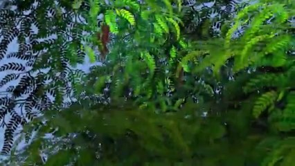 Fun & Educational Kids Animal Animation Videos 🐾