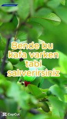 BENDE BU KAFA VARKEN