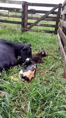 Agricultor registra nascimento raro de bezerros em propriedade rural de Umuarama