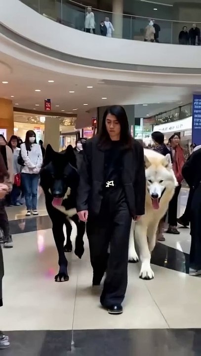 Training my dire wolves to like people