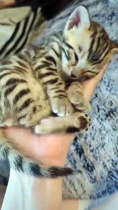 White Hand Love Cat Sania