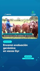 Encaran evaluación genómica en vacas Gyr
