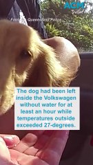 Queensland police rescue distressed dachshund left in hot car