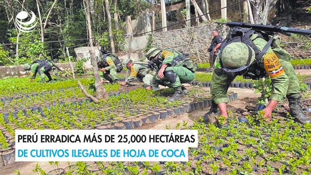 Perú erradica más de 25,000 hectáreas de cultivos ilegales de hoja de coca