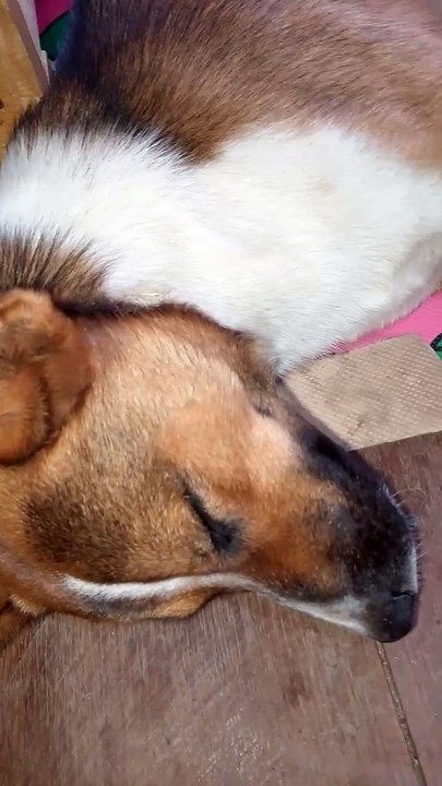 The Dog is sleeping😴