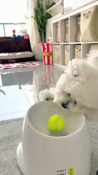 Pet