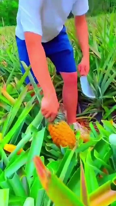 buah buahan