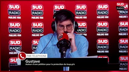 Gustave, 11 ans, a lancé une pétition pour protéger le loup gris en France