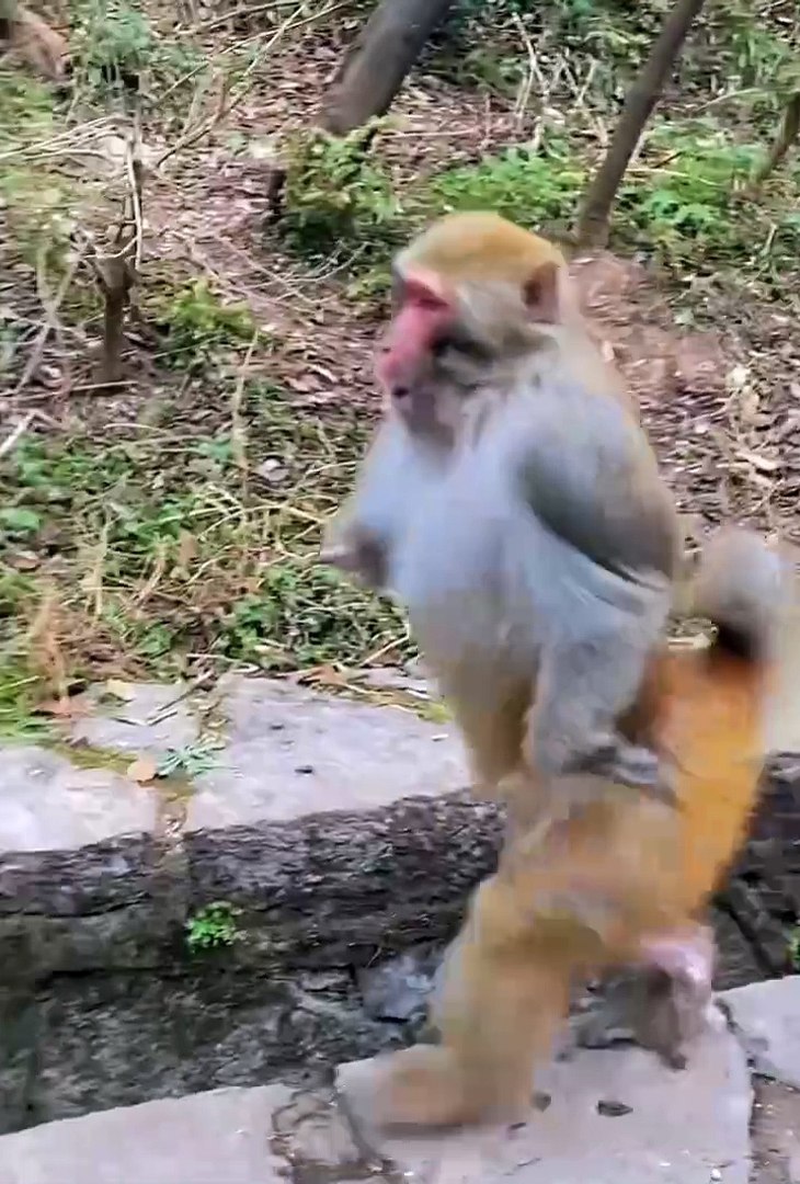 Cute animals | funniest animals #cutepets #animal #cuteanimals #funnyanimals #funny