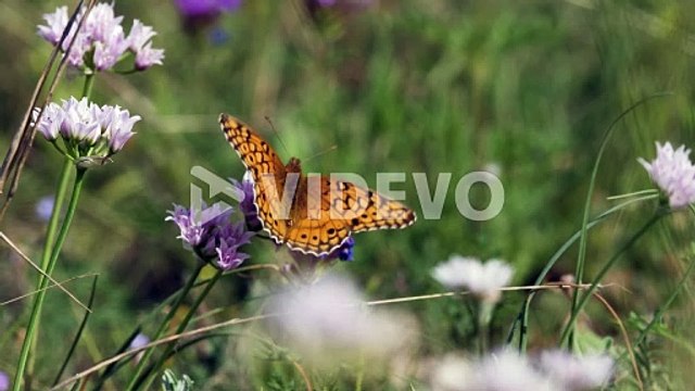A Variegated Fritillary butterfly sitting on white wildflowers, macro Texas insects
